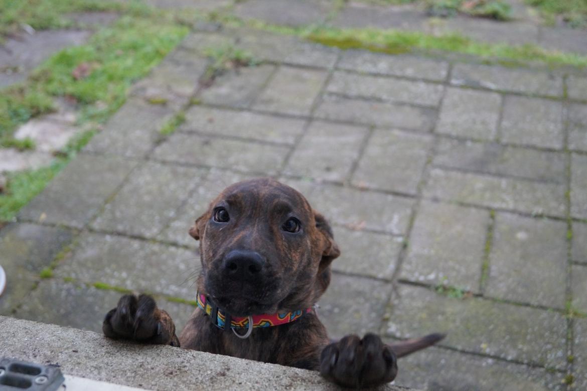 Blanding af racer Sif billede 11