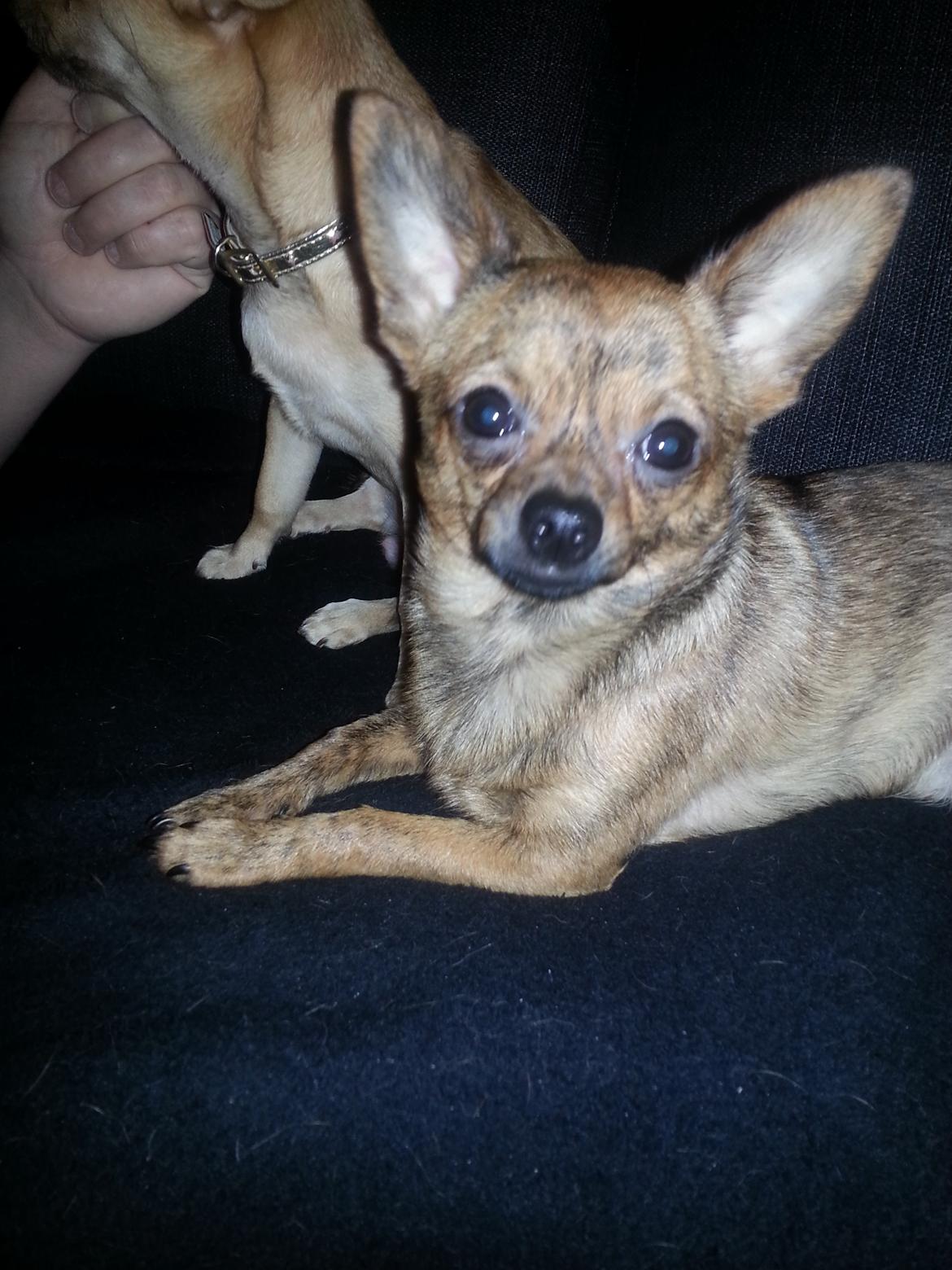 Chihuahua Villads billede 1