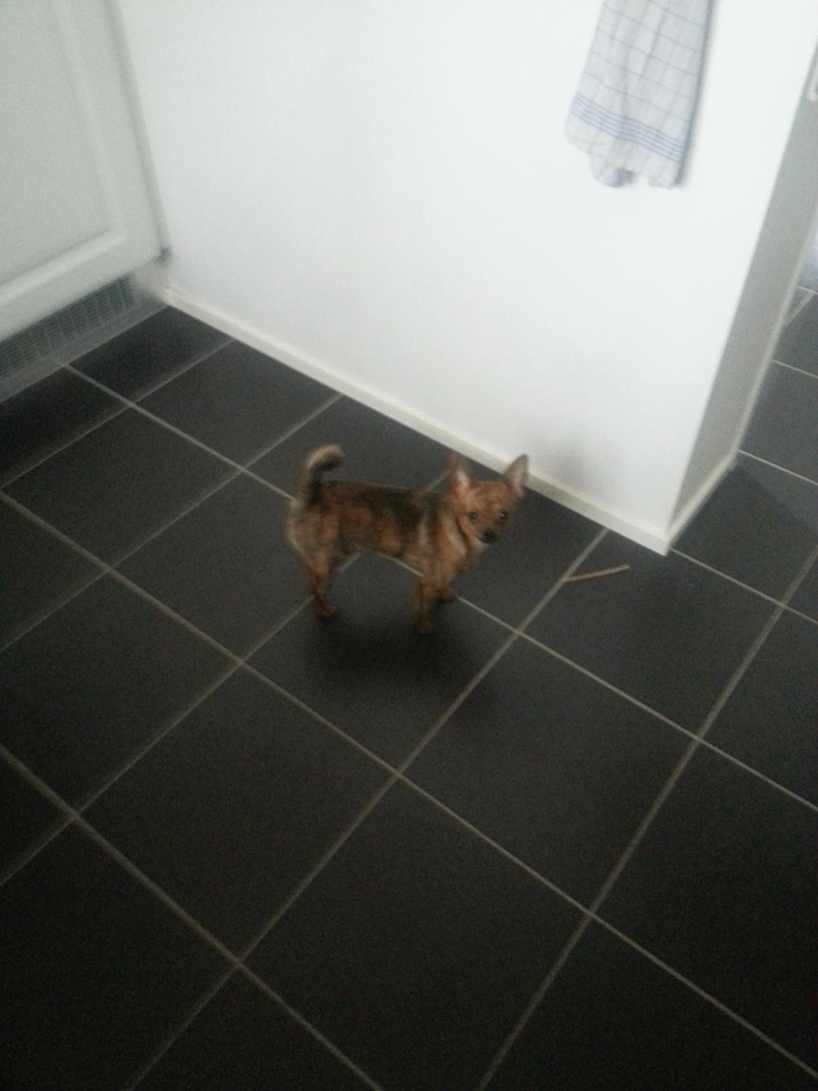 Chihuahua Villads billede 2