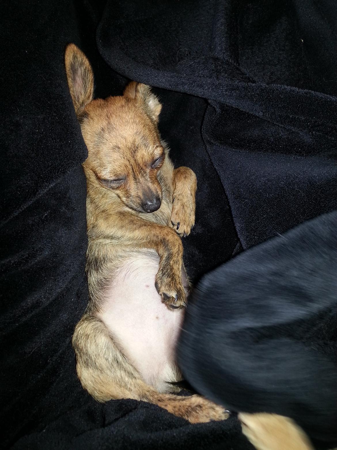 Chihuahua Villads billede 3