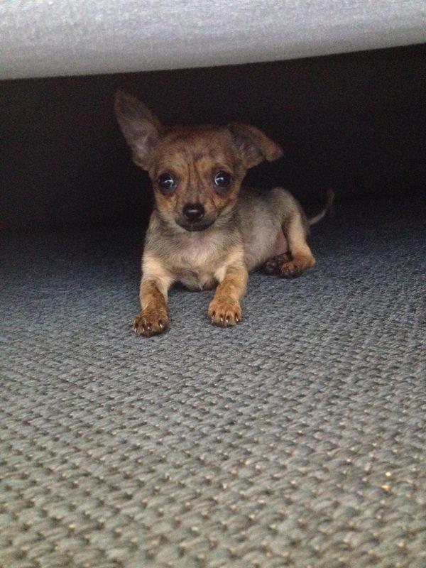 Chihuahua Villads billede 4