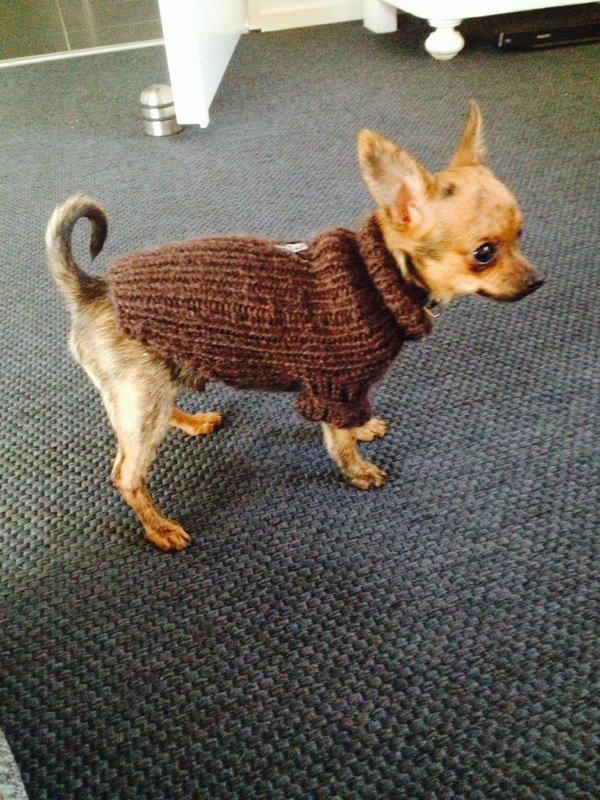 Chihuahua Villads billede 5