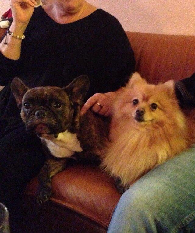 Pomeranian Topsy's Lasko billede 44