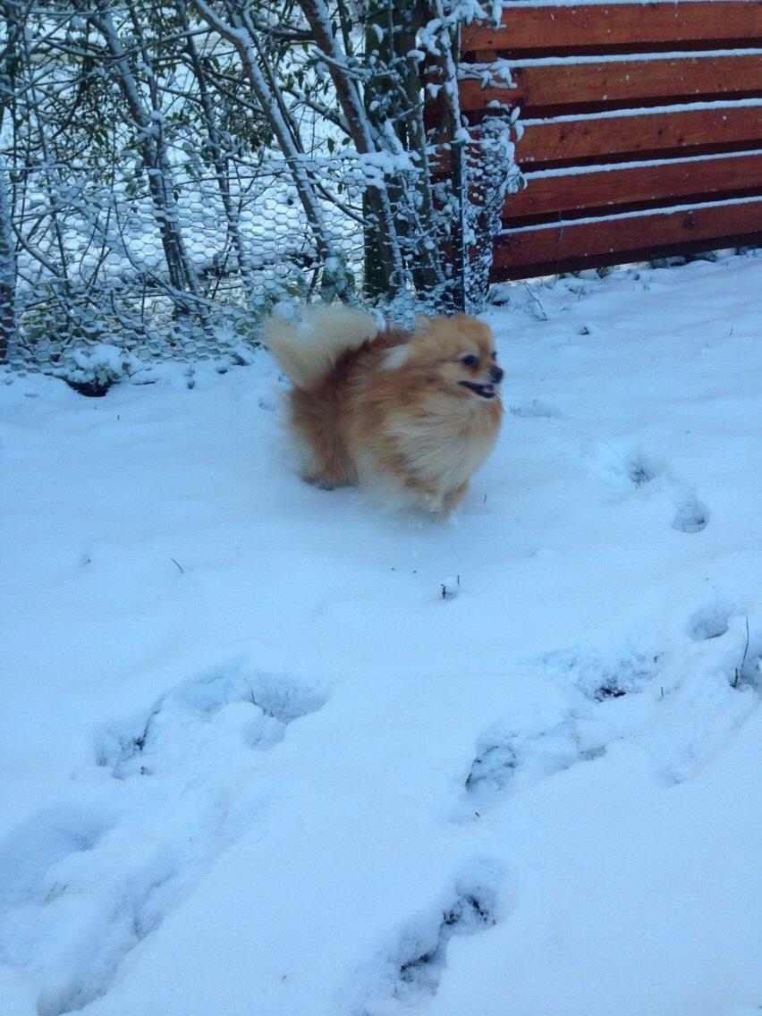 Pomeranian Topsy's Lasko billede 45