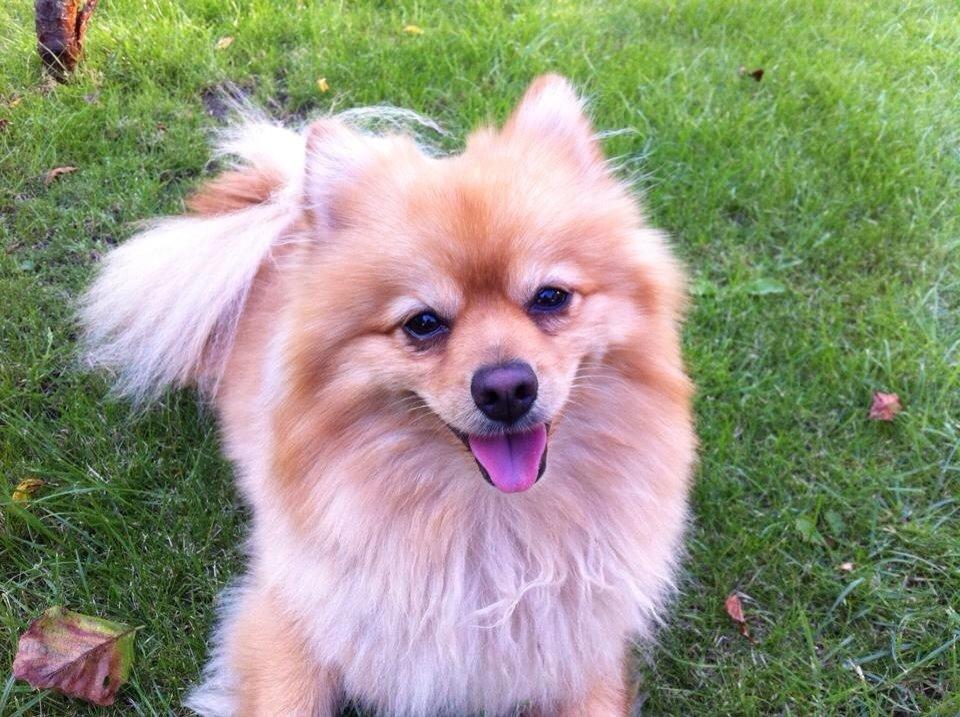 Pomeranian Topsy's Lasko billede 49