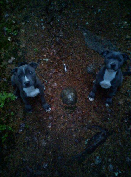 Staffordshire bull terrier Blue Blazing Happy Feet billede 11