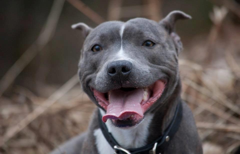 Staffordshire bull terrier Blue Blazing Happy Feet billede 12