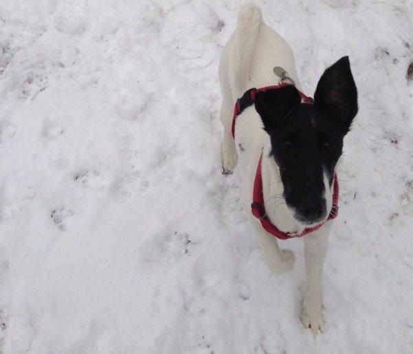Glathåret foxterrier Pixie (lufter) billede 12