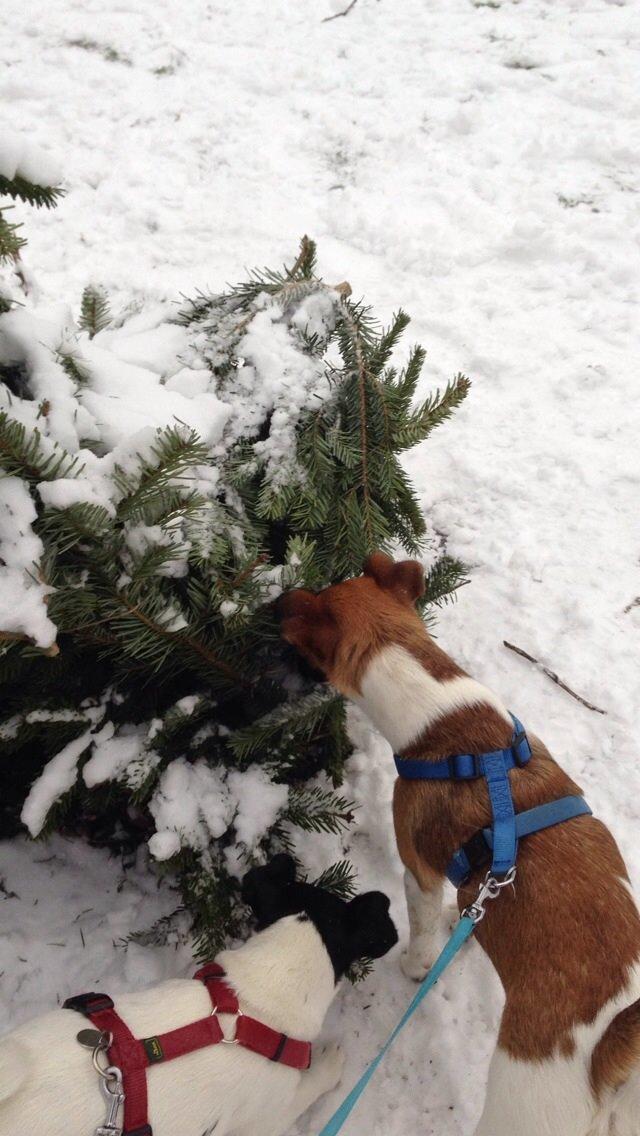 Glathåret foxterrier Pixie (lufter) billede 13