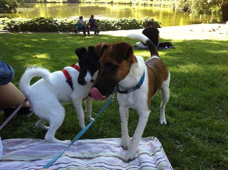 Glathåret foxterrier Pixie (lufter) billede 14