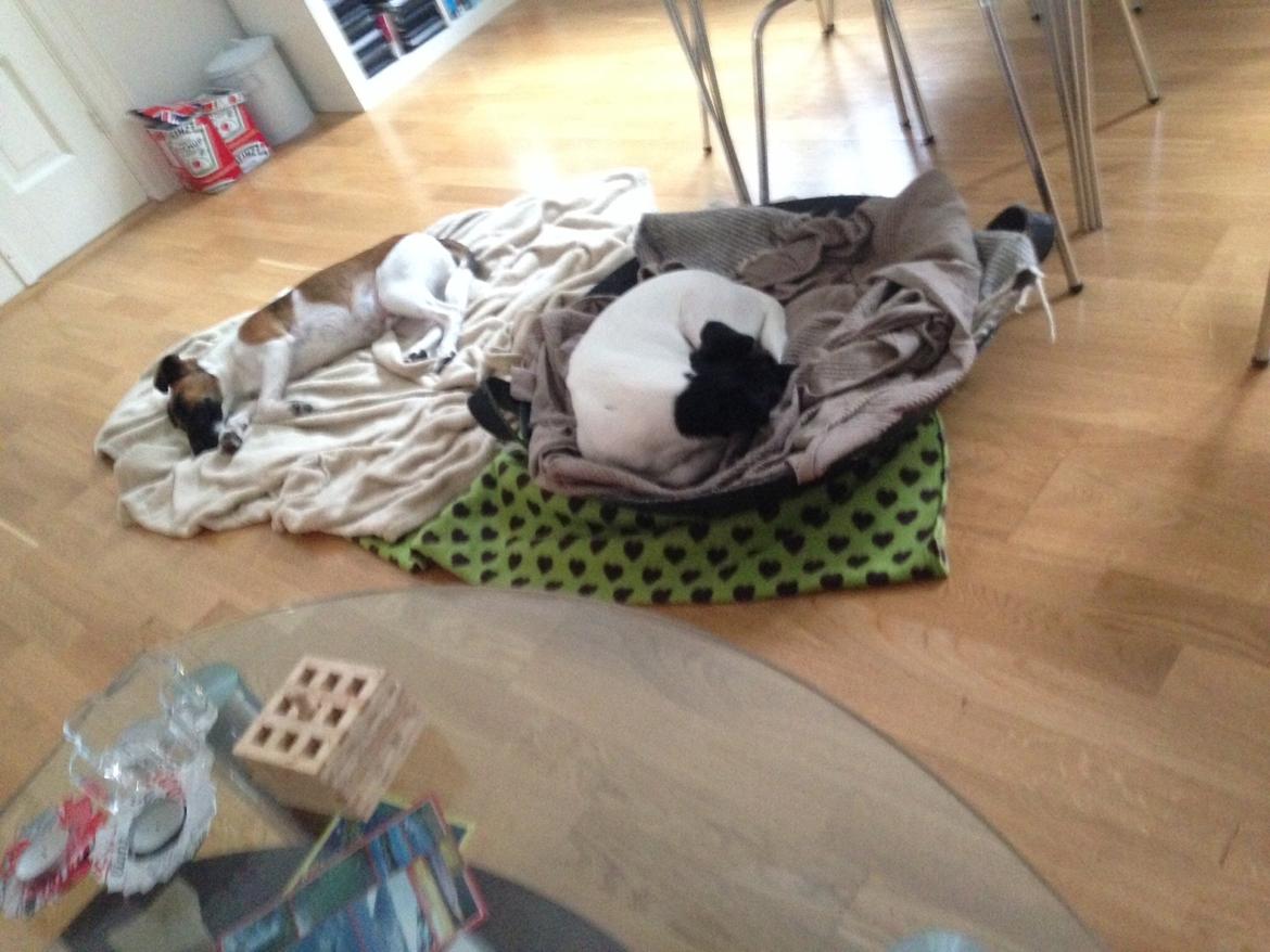 Glathåret foxterrier Pixie (lufter) billede 15