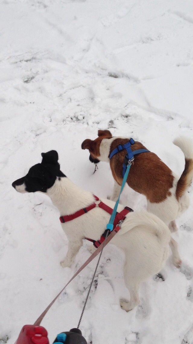 Glathåret foxterrier Pixie (lufter) billede 16