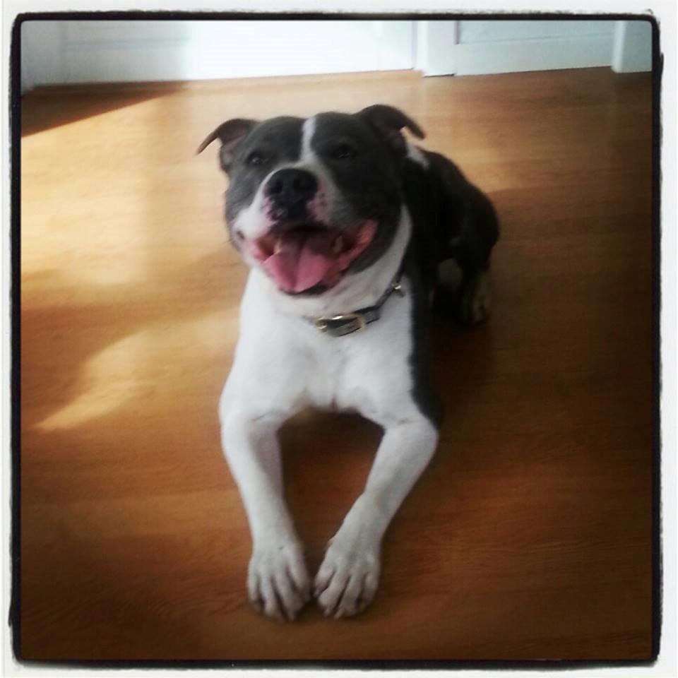 Staffordshire bull terrier Adam's Ghost Surprise billede 21