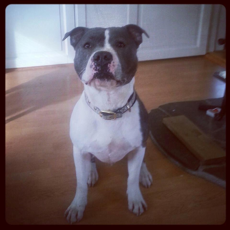 Staffordshire bull terrier Adam's Ghost Surprise billede 22