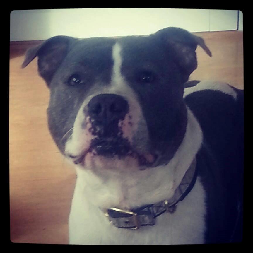 Staffordshire bull terrier Adam's Ghost Surprise billede 23