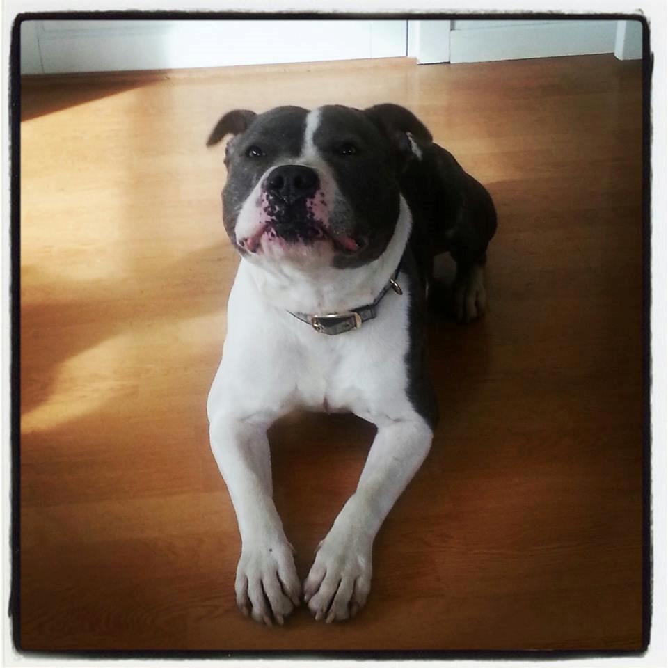 Staffordshire bull terrier Adam's Ghost Surprise billede 24