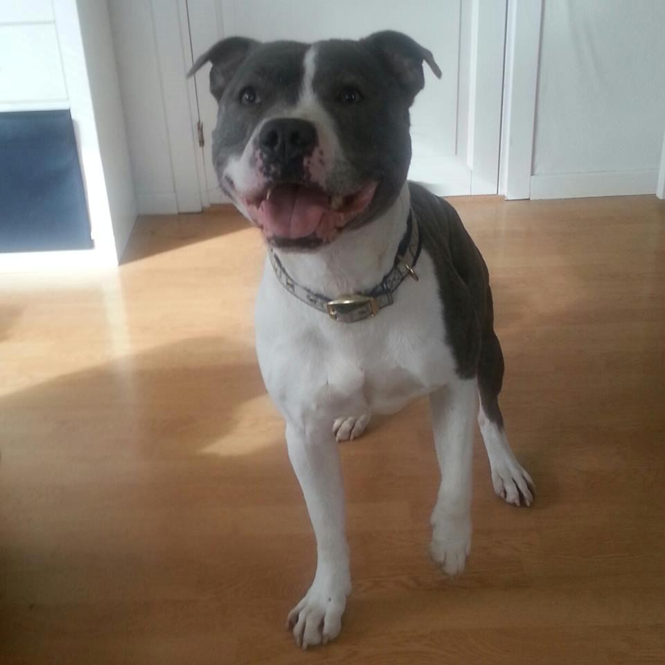 Staffordshire bull terrier Adam's Ghost Surprise billede 25