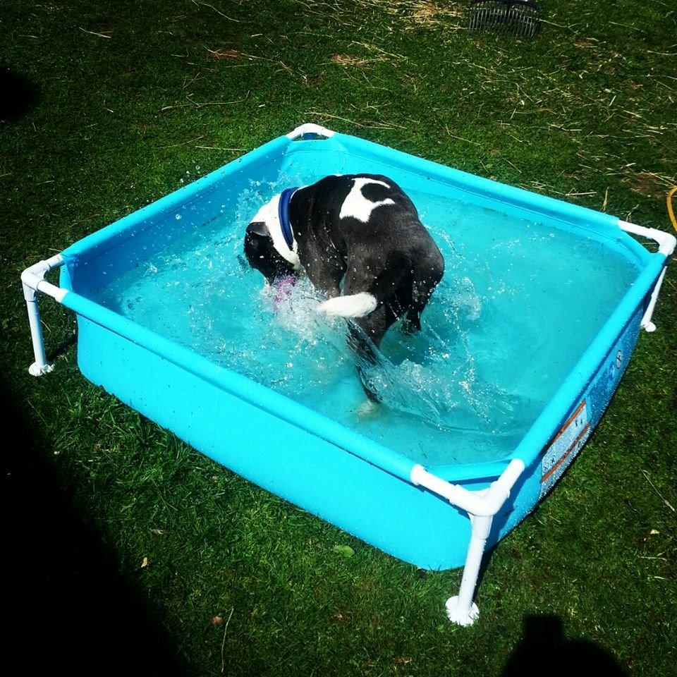 Staffordshire bull terrier Adam's Ghost Surprise billede 26