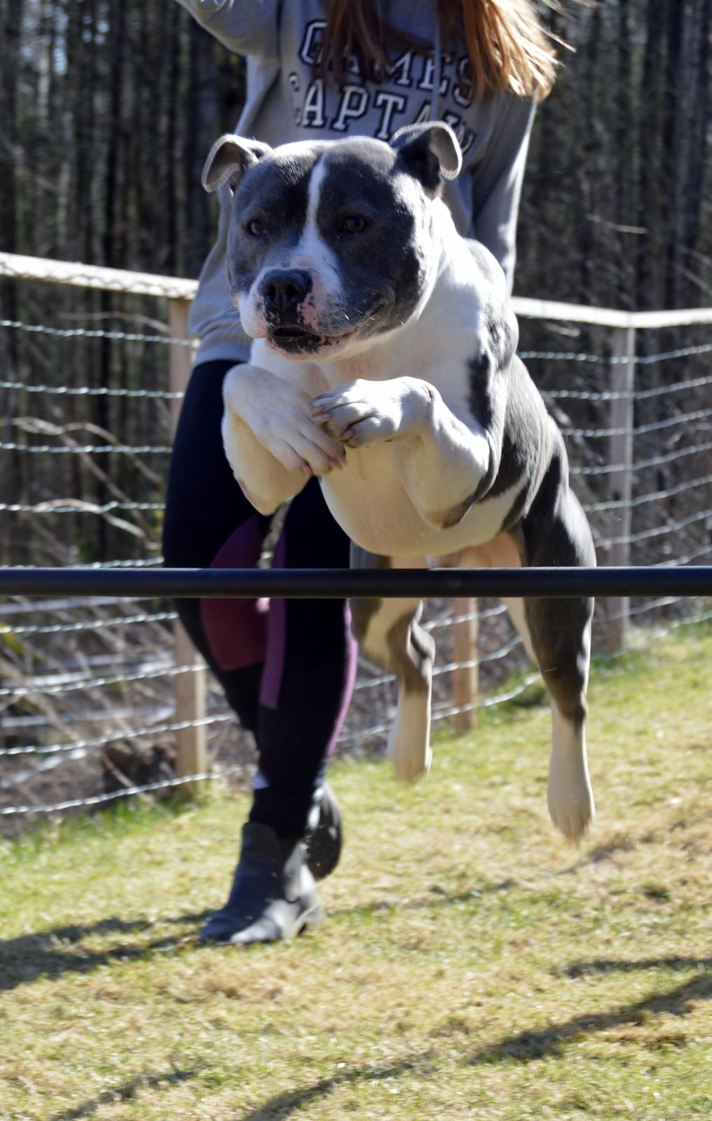 Staffordshire bull terrier Adam's Ghost Surprise billede 27