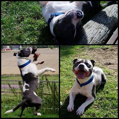 Staffordshire bull terrier Adam's Ghost Surprise billede 28