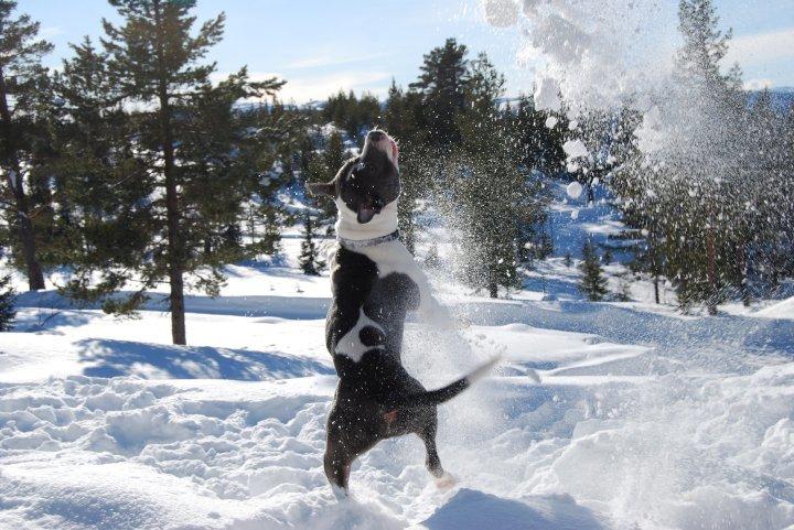 Staffordshire bull terrier Adam's Ghost Surprise billede 30