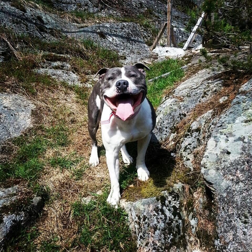 Staffordshire bull terrier Adam's Ghost Surprise billede 29