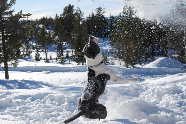 Staffordshire bull terrier Adam's Ghost Surprise billede 31