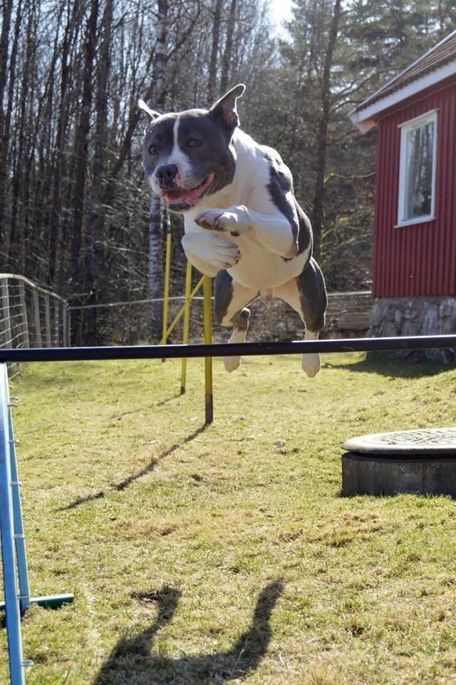 Staffordshire bull terrier Adam's Ghost Surprise billede 33