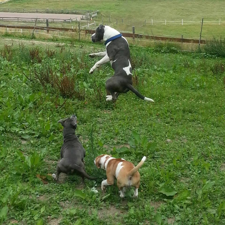 Staffordshire bull terrier Adam's Ghost Surprise billede 34