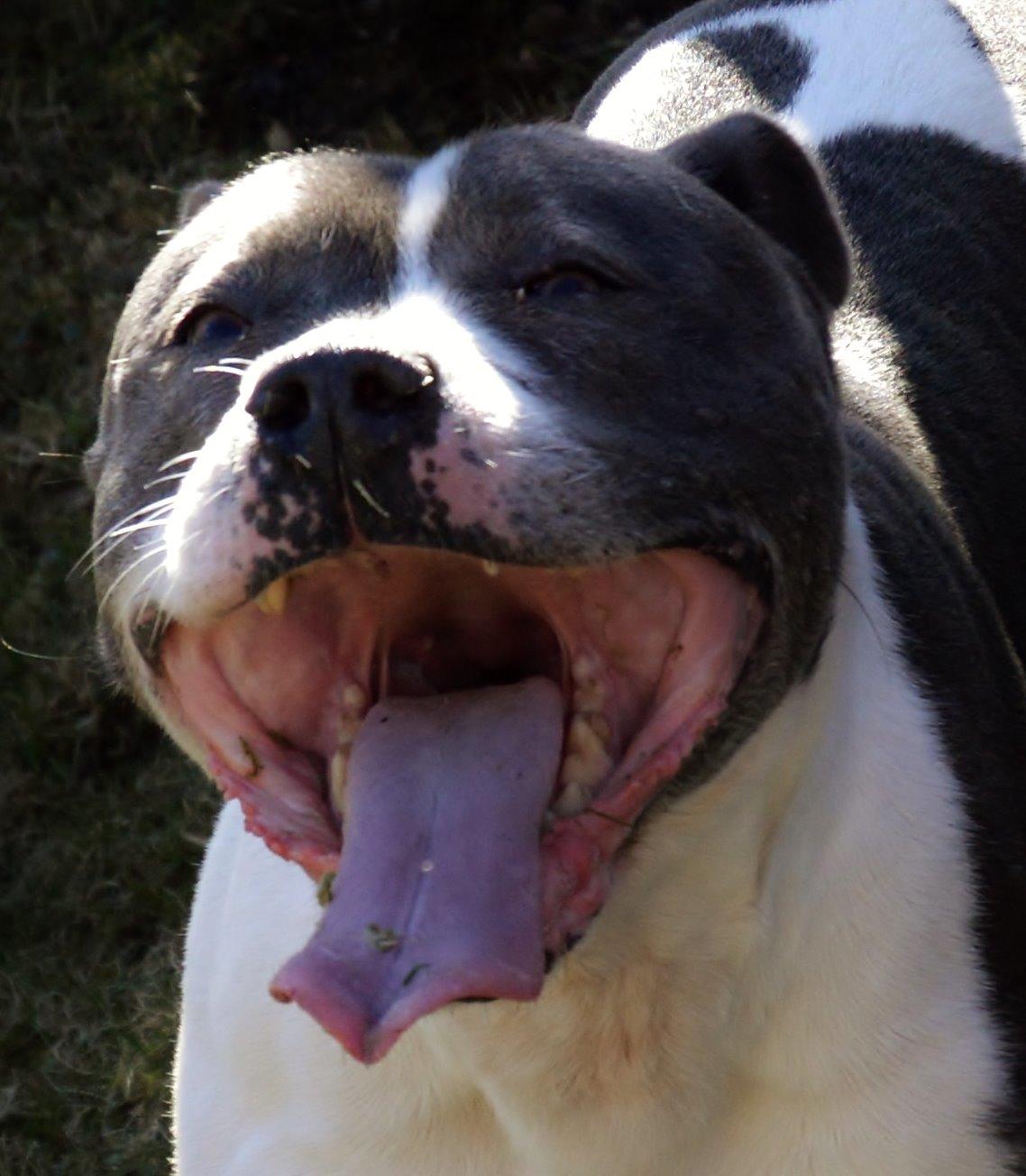 Staffordshire bull terrier Adam's Ghost Surprise billede 32