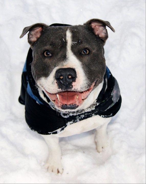 Staffordshire bull terrier Adam's Ghost Surprise billede 35