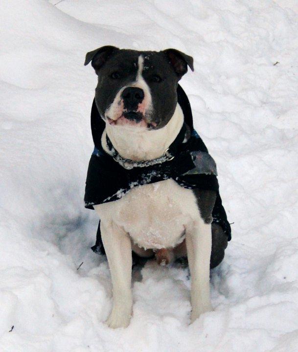 Staffordshire bull terrier Adam's Ghost Surprise billede 36