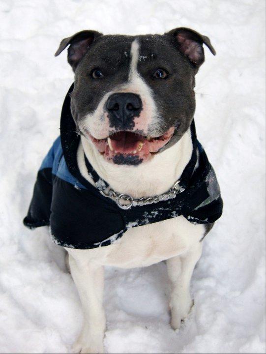 Staffordshire bull terrier Adam's Ghost Surprise billede 37