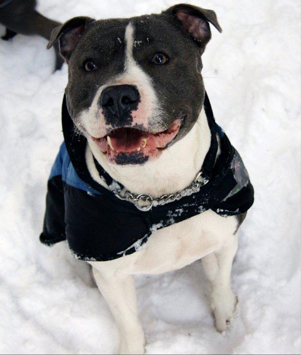 Staffordshire bull terrier Adam's Ghost Surprise billede 39