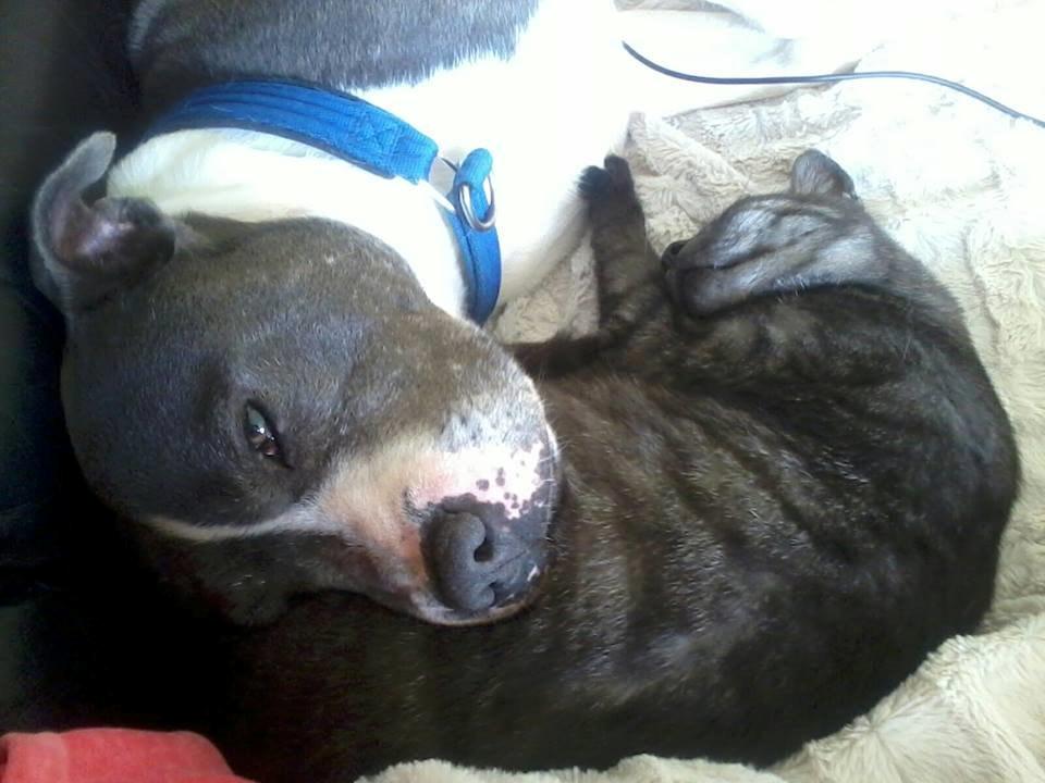 Staffordshire bull terrier Adam's Ghost Surprise billede 40