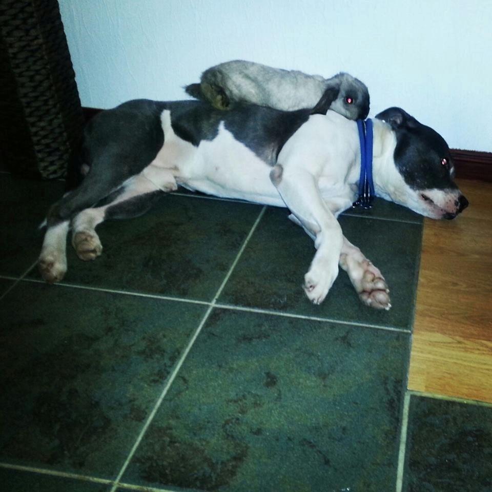 Staffordshire bull terrier Adam's Ghost Surprise billede 42