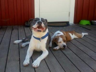 Staffordshire bull terrier Adam's Ghost Surprise billede 41