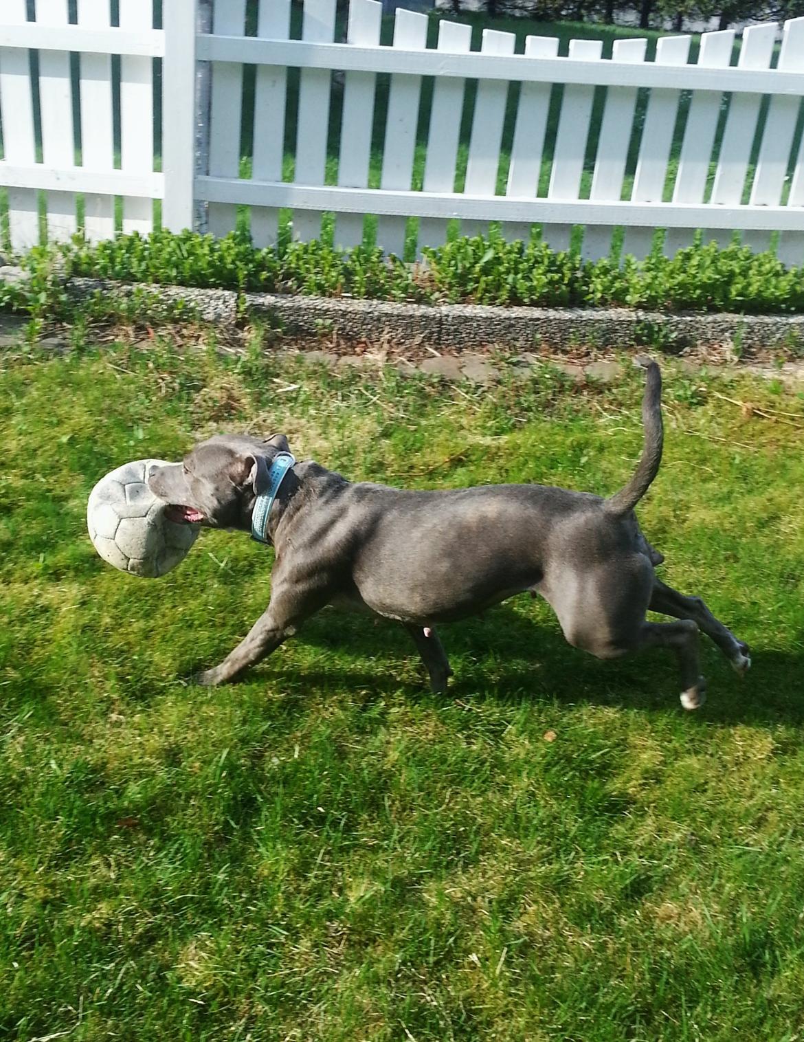 Staffordshire bull terrier Miss Silver Tinkle billede 19