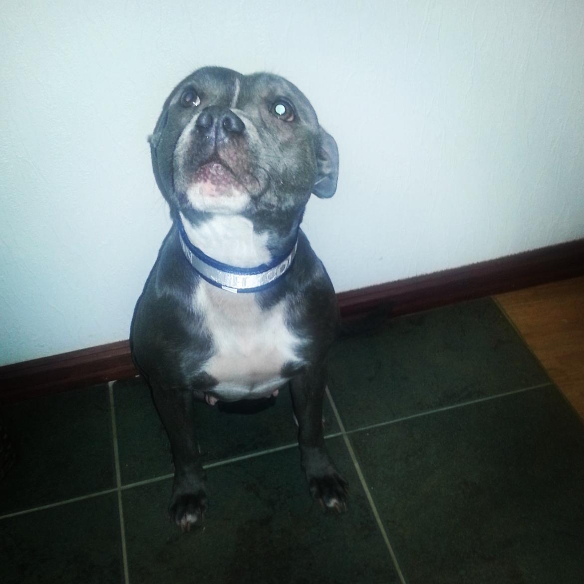 Staffordshire bull terrier Miss Silver Tinkle billede 21