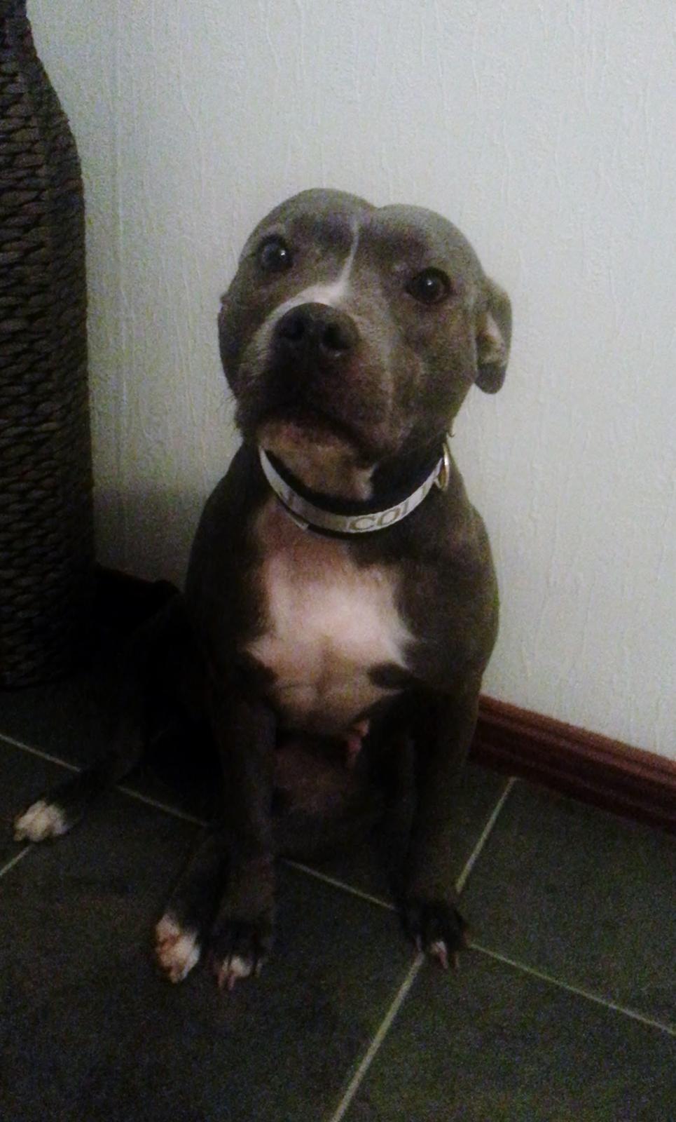 Staffordshire bull terrier Miss Silver Tinkle billede 20