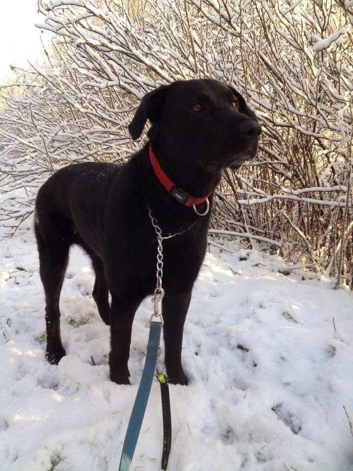 Blanding af racer Boss billede 13