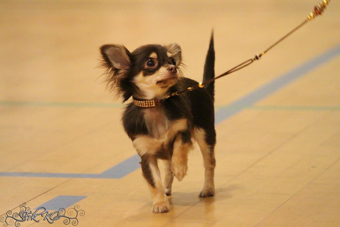 Chihuahua Manzana's Last Star of Selena - Go' kontakt med mor og Lua :) (6 måneder) billede 2