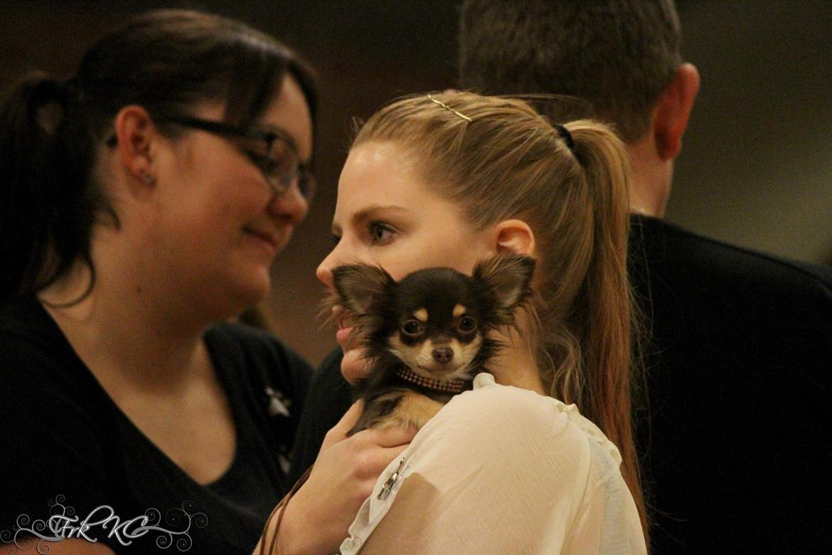 Chihuahua Manzana's Last Star of Selena - Til udstilling i Nyborg. (6 måneder)  billede 3