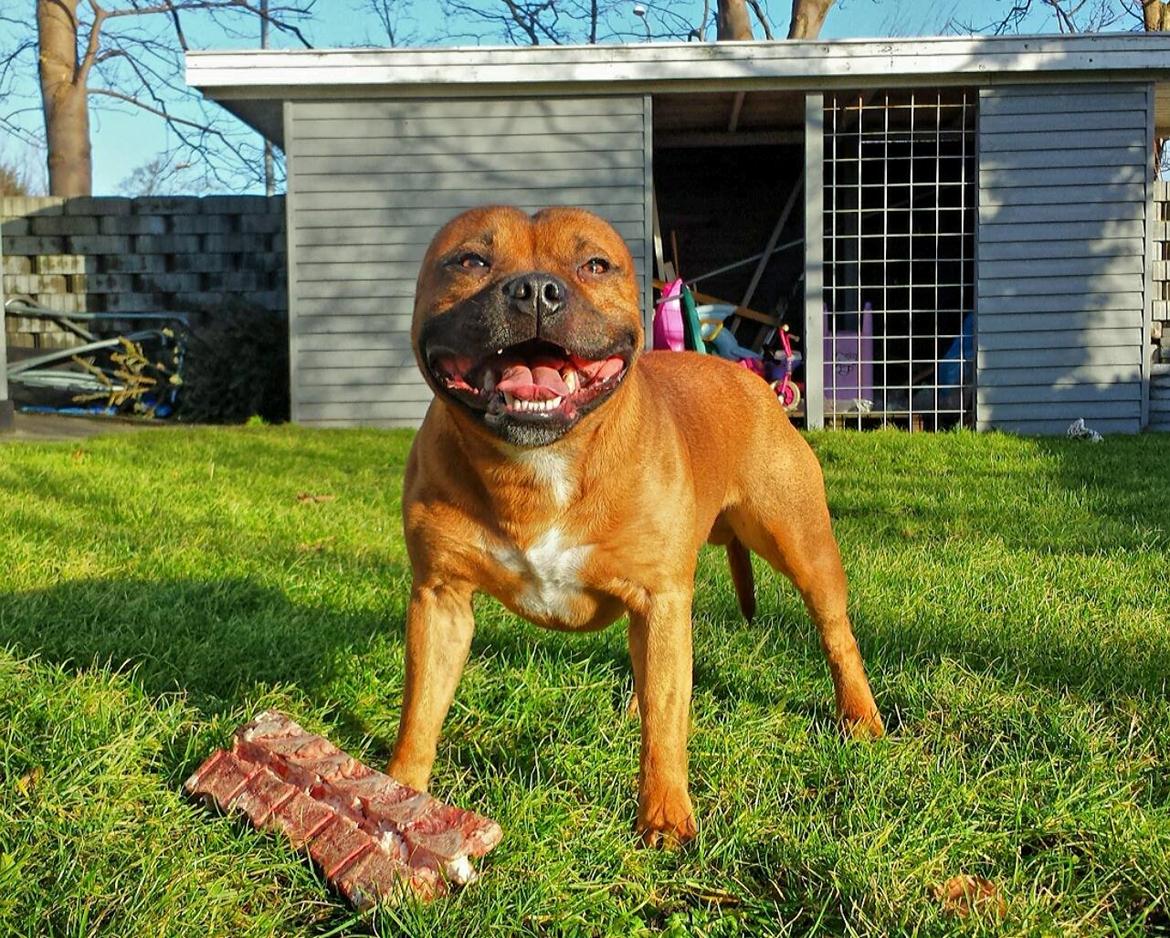 Staffordshire bull terrier Cooper billede 3