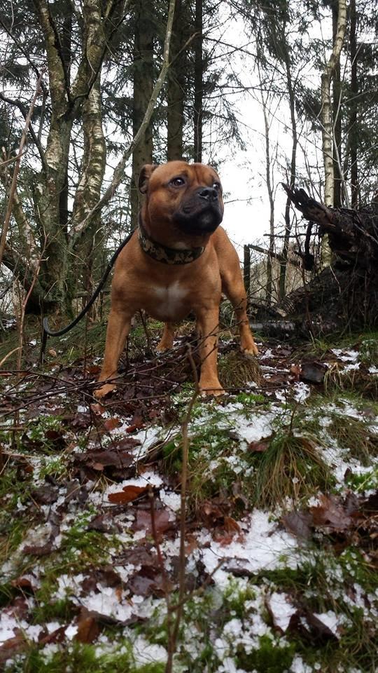 Staffordshire bull terrier Cooper billede 4