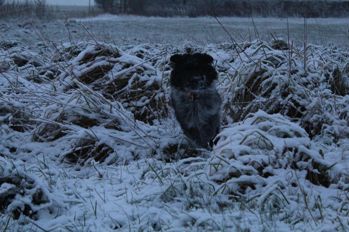 Blanding af racer Ellie billede 29