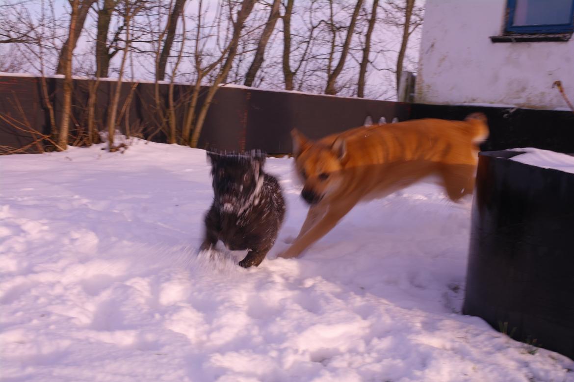 Blanding af racer Lilla billede 37