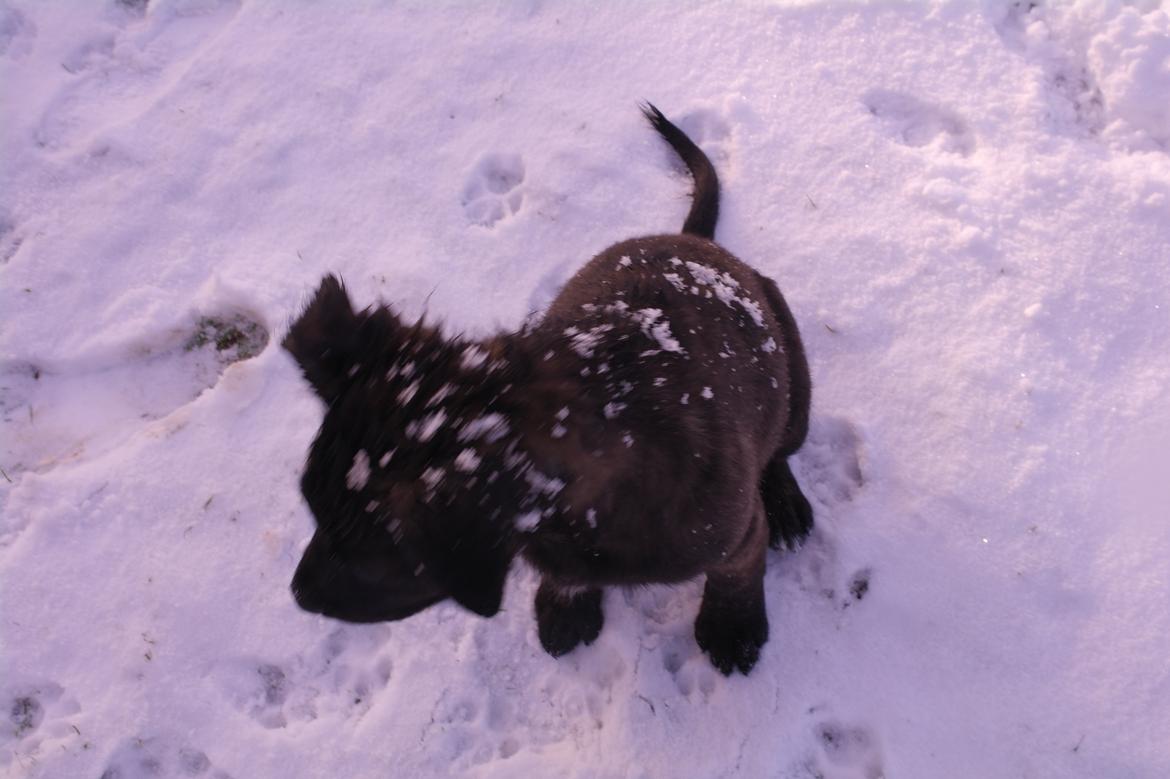 Blanding af racer Lilla billede 31