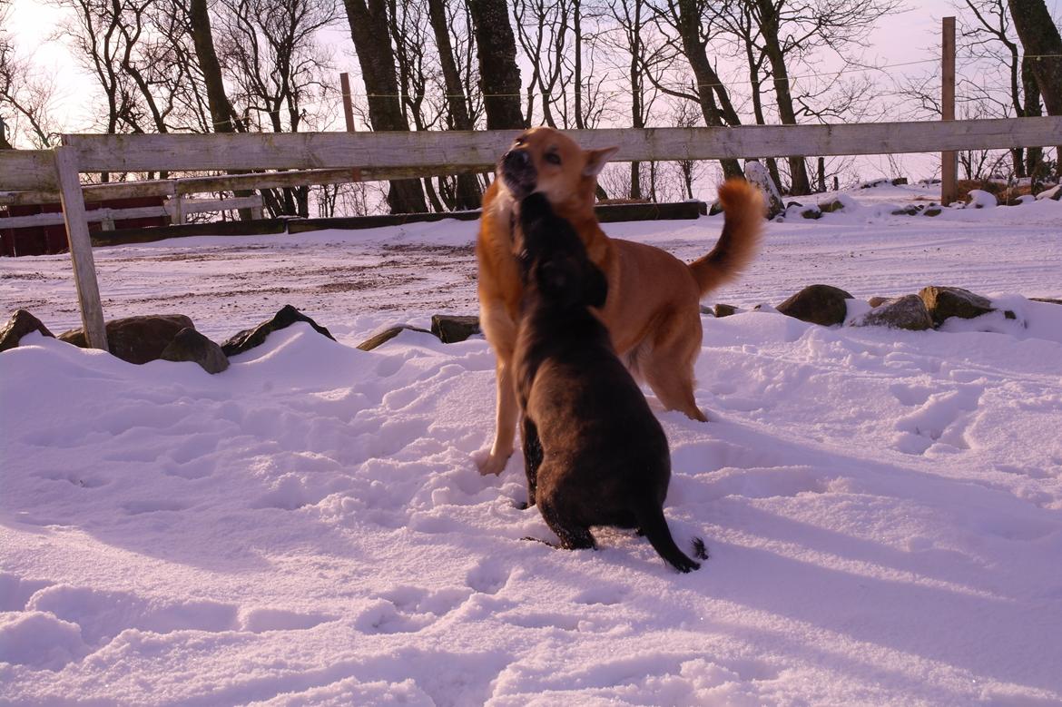 Blanding af racer Lilla billede 28