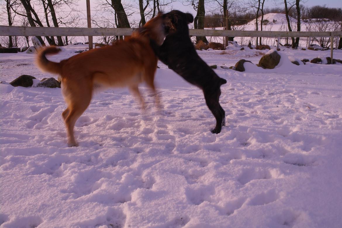 Blanding af racer Lilla billede 10